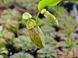 Непентес Хукеріана | Nepenthes Hookeriana - S NEP07 фото 8