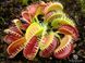 Dionaea muscipula Louchapates - S DM09 фото 1