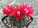 Гимнокалициум Бальда - Gymnocalycium Baldianum, Гимнокалициум Балдианум, высокогорный кактус, красиво цветущий SU73 фото 7