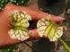 Насіння Sarracenia Leucophylla hybrid A SD-SR02 фото 9