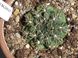 Гімнокаліціум Бальда - Gymnocalycium Baldianum, Гімнокаліціум Балдіанум, високогірний кактус, красиво квітучий SU73 фото 5