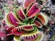 Dionaea muscipula Louchapates - S DM09 фото 7