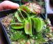 Dionaea muscipula Louchapates - S DM09 фото 2
