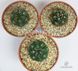 Гімнокаліціум Бальда - Gymnocalycium Baldianum, Гімнокаліціум Балдіанум, високогірний кактус, красиво квітучий SU73 фото 3