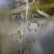 Пухирчатка - Utricularia longifolia U01 фото 9