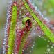 Drosera "Capensis var. Rubra" - M DR02 фото 8