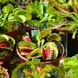Dionaea muscipula Louchapates - S DM09 фото 10