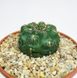 Гимнокалициум Бальда - Gymnocalycium Baldianum, Гимнокалициум Балдианум, высокогорный кактус, красиво цветущий SU73 фото 4