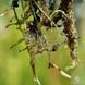 Пухирчатка - Utricularia longifolia U01 фото 3