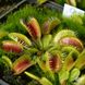 Dionaea muscipula Louchapates - S DM09 фото 9