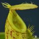 Непентес Хукеріана | Nepenthes Hookeriana - S NEP07 фото 6