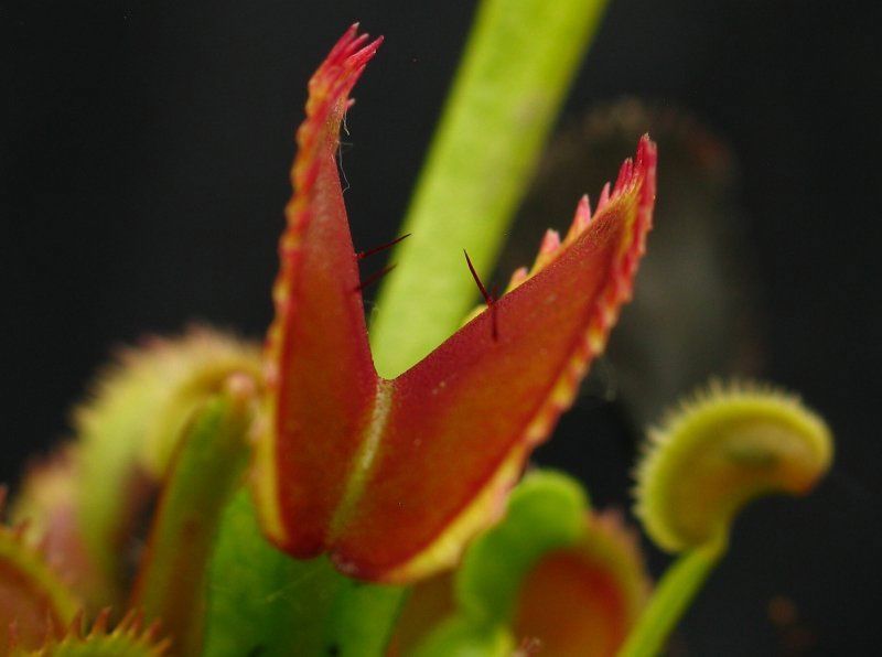 Dionaea muscipula Clone X-11 - S DM59 фото