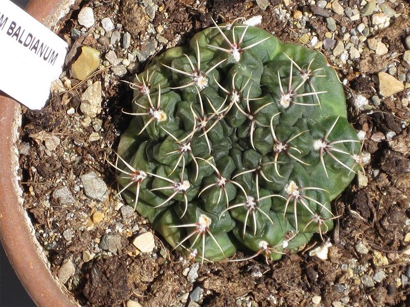 Гимнокалициум Бальда - Gymnocalycium Baldianum, Гимнокалициум Балдианум, высокогорный кактус, красиво цветущий SU73 фото