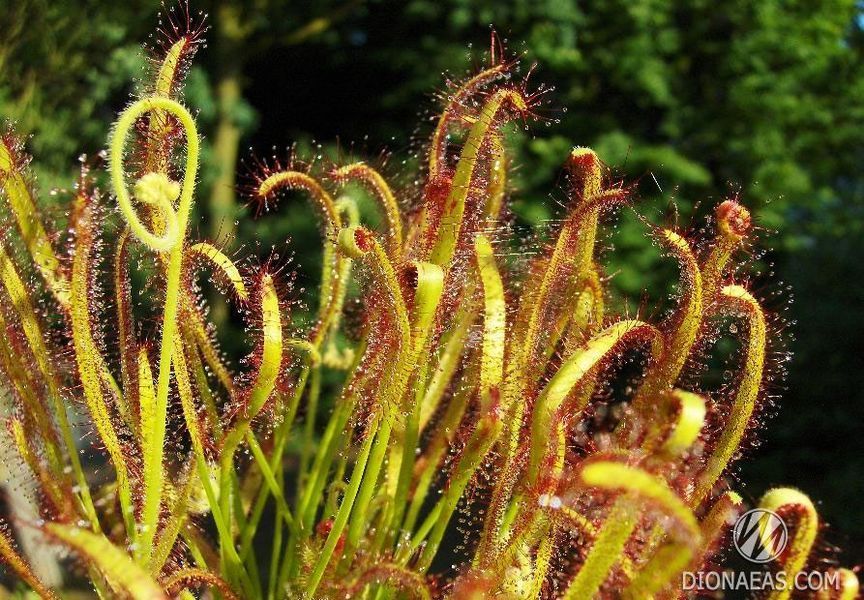 Drosera "Capensis var. Rubra" - M DR02 фото