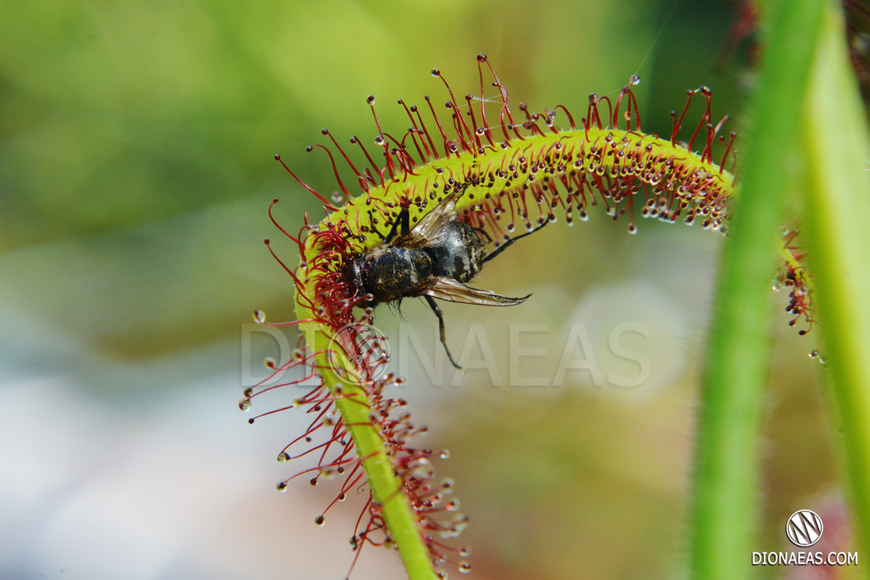 Drosera "Capensis var. Rubra" - M DR02 фото