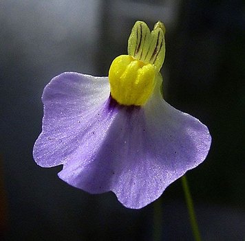 Utricularia Bisquamata U02 фото
