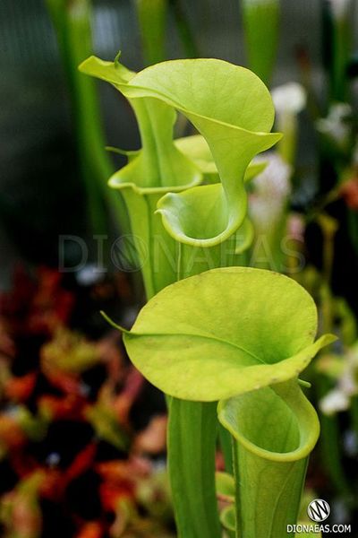 Семена Sarracenia Alata hybrid 1 SD-SR23 фото