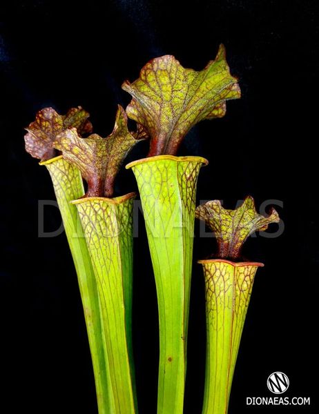 Sarracenia x Moorei - Clone 1 - S S26 фото