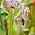 Саррацения Sarracenia