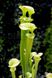 Семена Sarracenia Alata hybrid 1 SD-SR23 фото 9