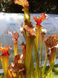 Sarracenia x Moorei - Clone 1 - S S26 фото 4