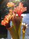 Sarracenia x Moorei - Clone 1 - S S26 фото 3