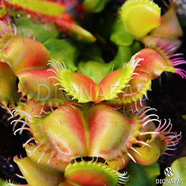 Dionaea muscipula Angel Wings - S DM26 фото