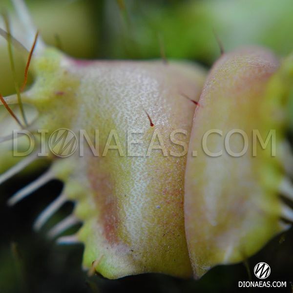 Dionaea muscipula Angel Wings - S DM26 фото