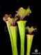 Sarracenia x Moorei - Clone 1 - S S26 фото 5