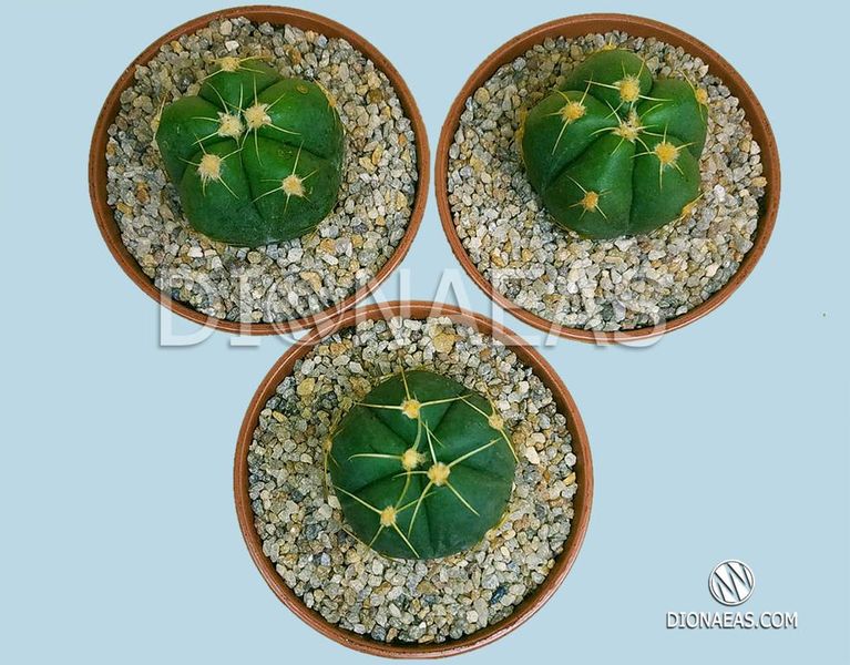 Гимнокалициум Хорста - Gymnocalisium Horsti, очень редкий исчезающий вид, шаровидный глобулярный кактус, очень красиво цветет SU75 фото