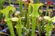 Семена Sarracenia Alata hybrid 1 SD-SR23 фото 1