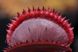 Dionaea muscipula Trev's Red Dentate - S DM78 фото 1