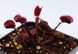 Dionaea muscipula Trev's Red Dentate - S DM78 фото 4
