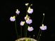 Utricularia Bisquamata U02 фото 7