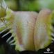 Dionaea muscipula Angel Wings - S DM26 фото 7