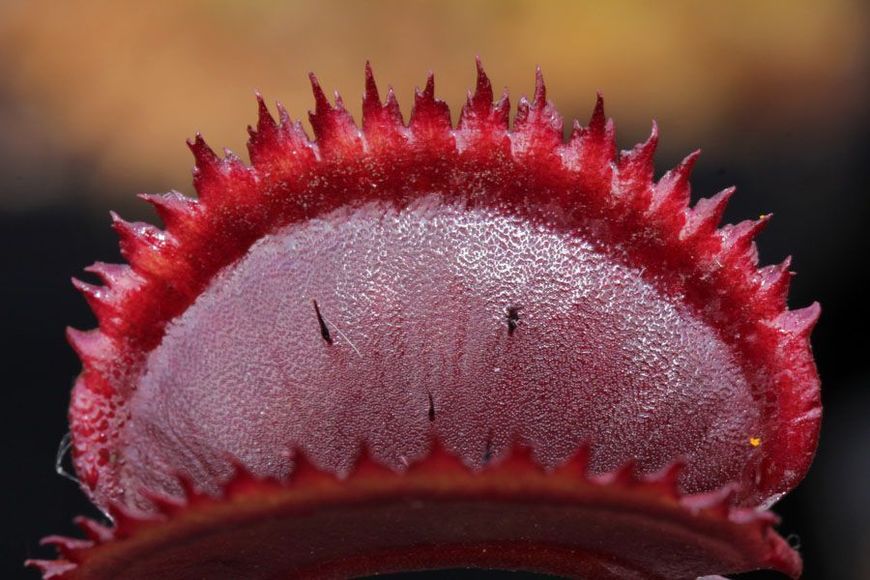 Dionaea muscipula Trev's Red Dentate - S DM78 фото
