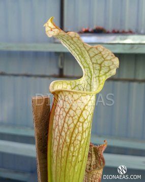 Sarracenia Leucophylla Persyk S68 фото