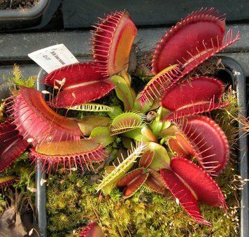 Dionaea muscipula "G3XG17" - S DM81 фото