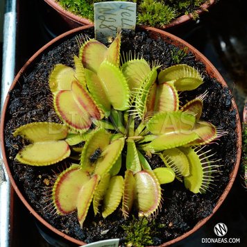 Dionaea muscipula Yellow - S DM28 фото