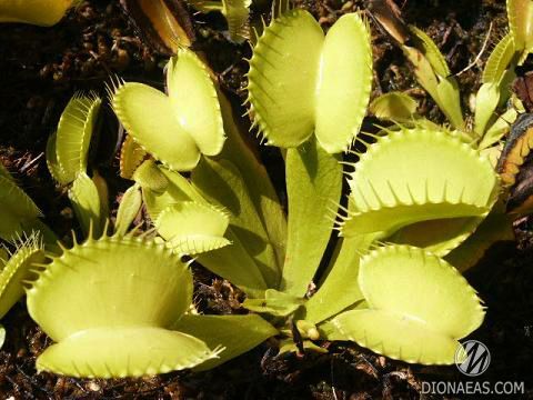 Dionaea muscipula Yellow - S DM28 фото