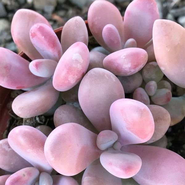 Pachyphytum Pink SU25 фото