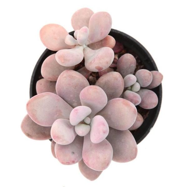 Pachyphytum Pink SU25 фото