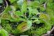 Dionaea muscipula Yellow - S DM28 фото 10
