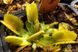 Dionaea muscipula Yellow - S DM28 фото 6