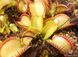 Dionaea muscipula Yellow - S DM28 фото 5