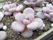 Pachyphytum Pink SU25 фото 5