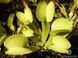 Dionaea muscipula Yellow - S DM28 фото 4