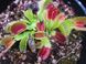 Dionaea muscipula "G3XG17" - S DM81 фото 2