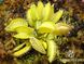 Dionaea muscipula Yellow - S DM28 фото 3