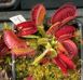Dionaea muscipula "G3XG17" - S DM81 фото 1